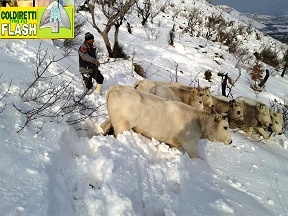 mucche neve coldiretti