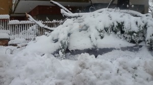 albero neve2